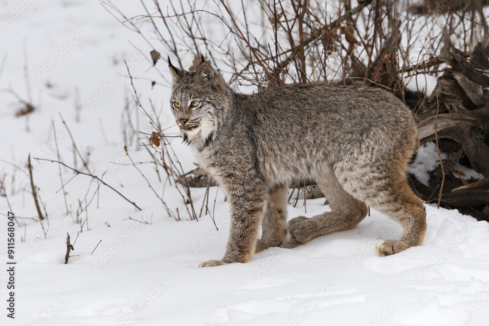 Canadian Lynx (Lynx canadensis) Looks Left Back Paw Forward Winter