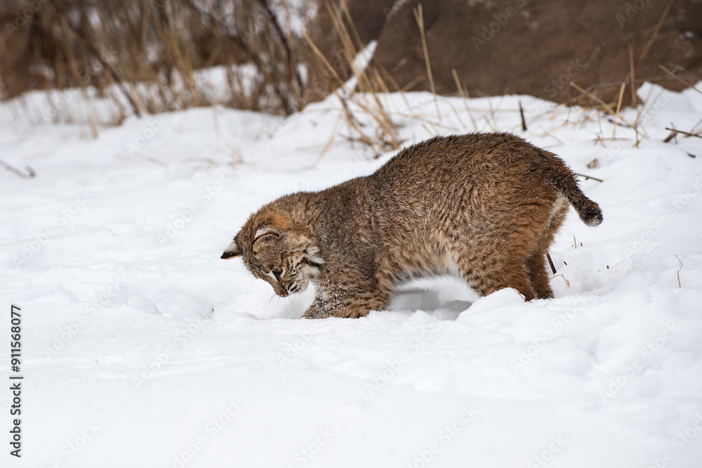 Bobcat (Lynx rufus) Digs Into Snow Winter