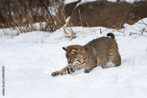 Obraz na płótnie Bobcat (Lynx rufus) Reaches Out to Grab in the Snow Winter w salonie