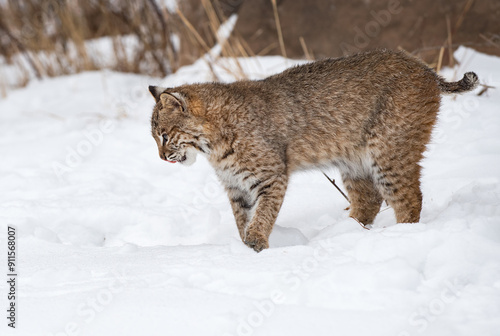 Obraz na płótnie Bobcat (Lynx rufus) Looks Down Into Snow Licking Chops Winter w salonie