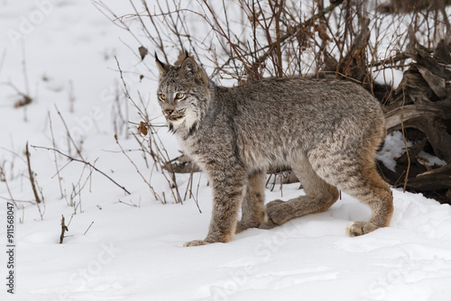 Obraz na płótnie Canadian Lynx (Lynx canadensis) Looks Left Back Paw Forward Winter w salonie