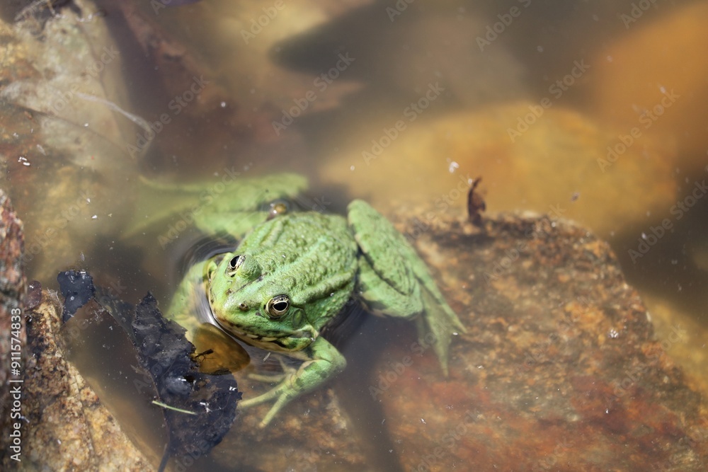 Grenouille Grenouille
