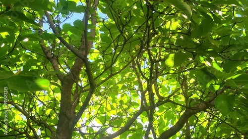 Summer sunlight filtering through leaves photo