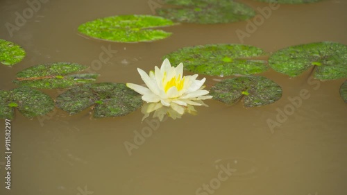 water lilies in the rain during summer photo