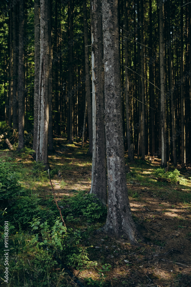 Obraz premium path in the forest