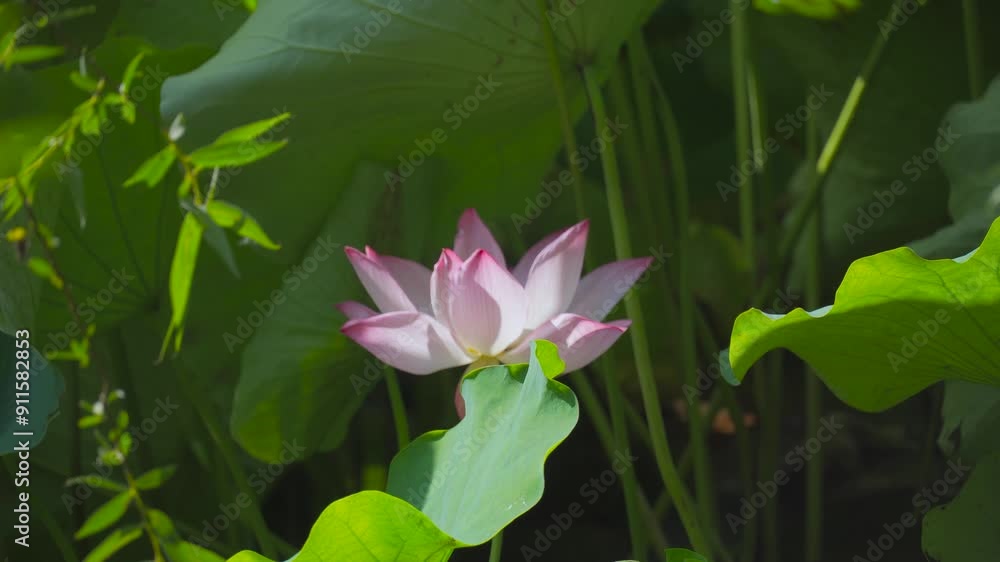4K real shot close up of lotus petals in summer 4K real shot close up of lotus petals in summer