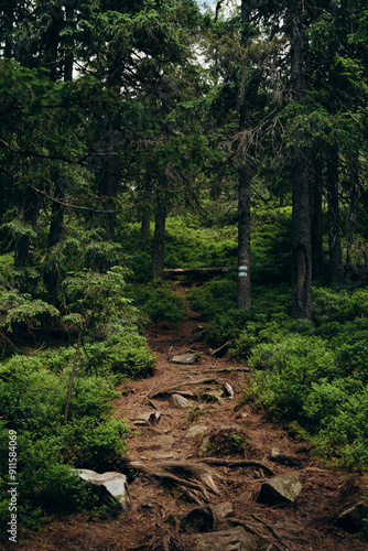 path in the forest