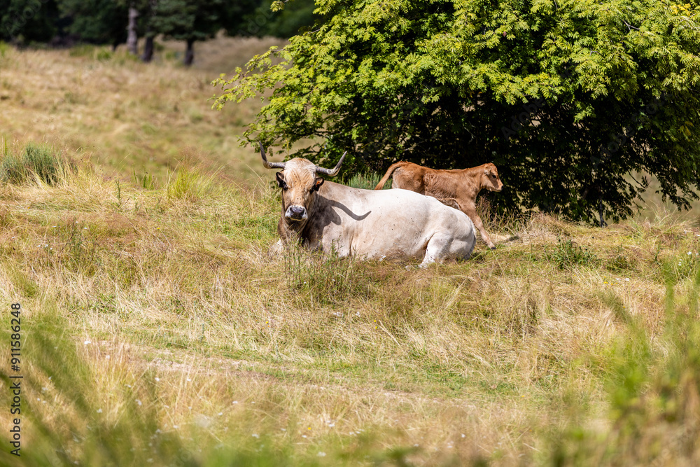 Fototapeta premium Vaches sur les plateaux de l'Aubrac