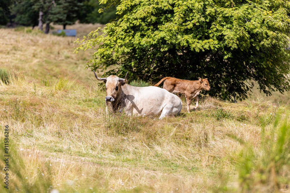 Vaches sur les plateaux de l'Aubrac Vaches sur les plateaux de l'Aubrac