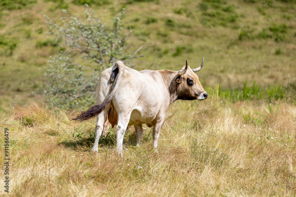 Vaches sur les plateaux de l'Aubrac Vaches sur les plateaux de l'Aubrac