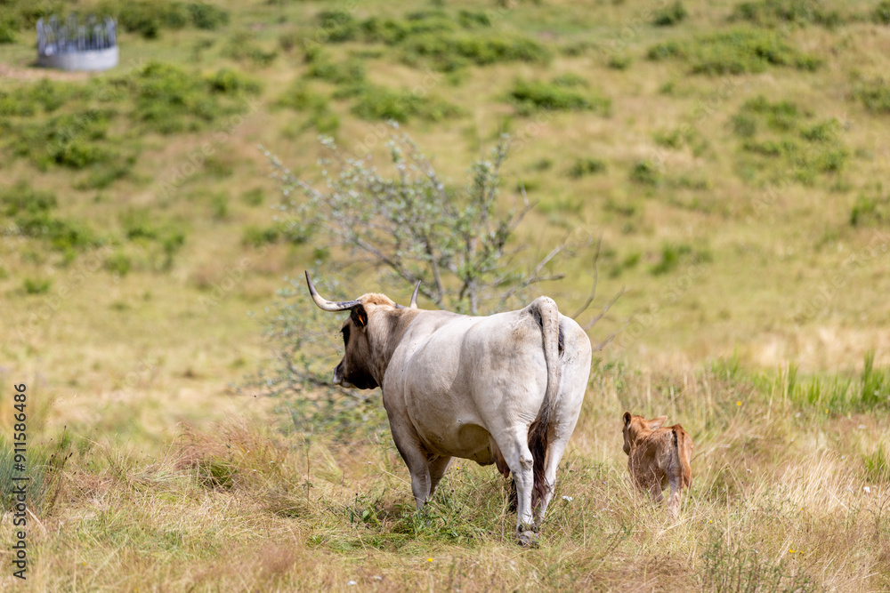 Vaches sur les plateaux de l'Aubrac Vaches sur les plateaux de l'Aubrac