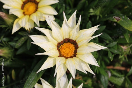 Obraz na płótnie Gazania raide