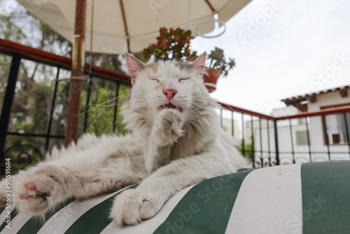 Relaxed Cat Grooming Itself