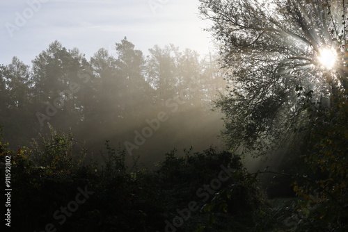 Sonnenstrahlen im Wald photo