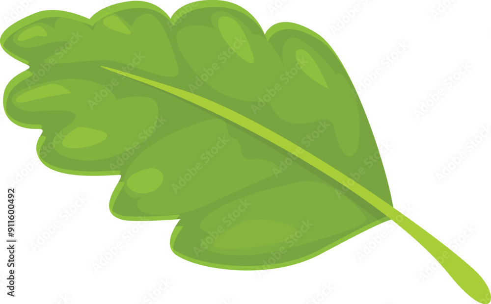 Green oak tree leaf showing nature beauty on white background