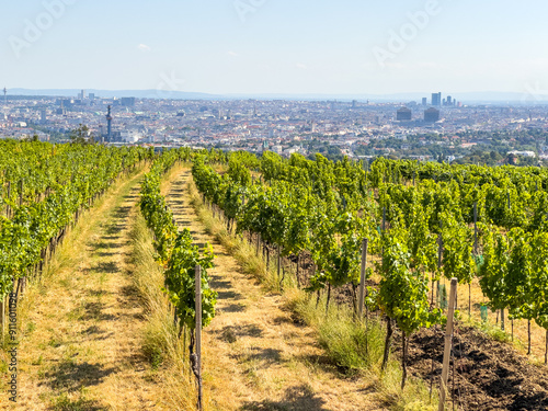 Canvas Print vineyard with grapes, grapevine in summer in the rolling hills outside the city