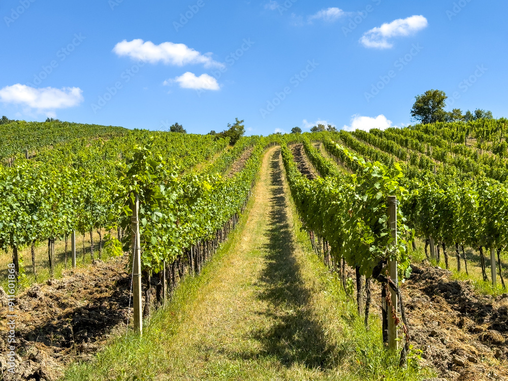 vineyard with grapes, grapevine in summer in the rolling hills outside the city of Vienna Austria, for wine making, near Stadwanderweg, hiking trail in rural countryside vineyard with grapes, grapevine in summer in the rolling hills outside the city of Vienna Austria, for wine making, near Stadwanderweg, hiking trail in rural countryside