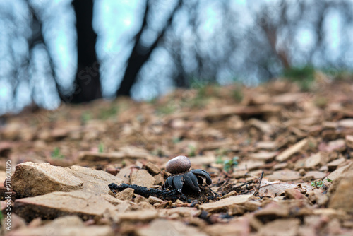 Burnt Earthstar Fungus on Charred Forest Floor photo