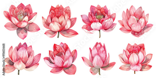 Watercolor blooming pink lotus flowers set collection design resources elements