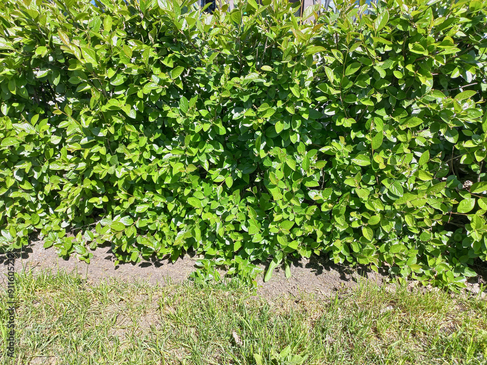 A dense green bush with brightly colored leaves in the sunlight, casting shadows on the ground below. A dense green bush with brightly colored leaves in the sunlight, casting shadows on the ground below.