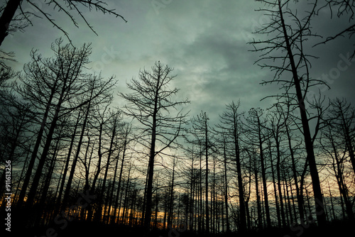 Eerie Charred Forest at Dusk photo