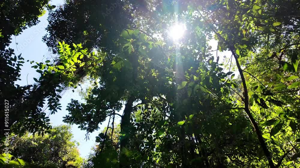 Vista a las copas de los arboles en bosque de poas de alajuela, costa rica