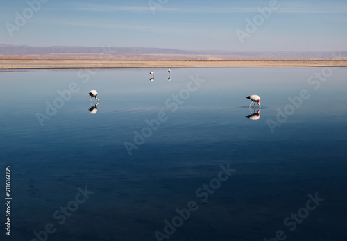 Flamingos on Reflective Lake photo