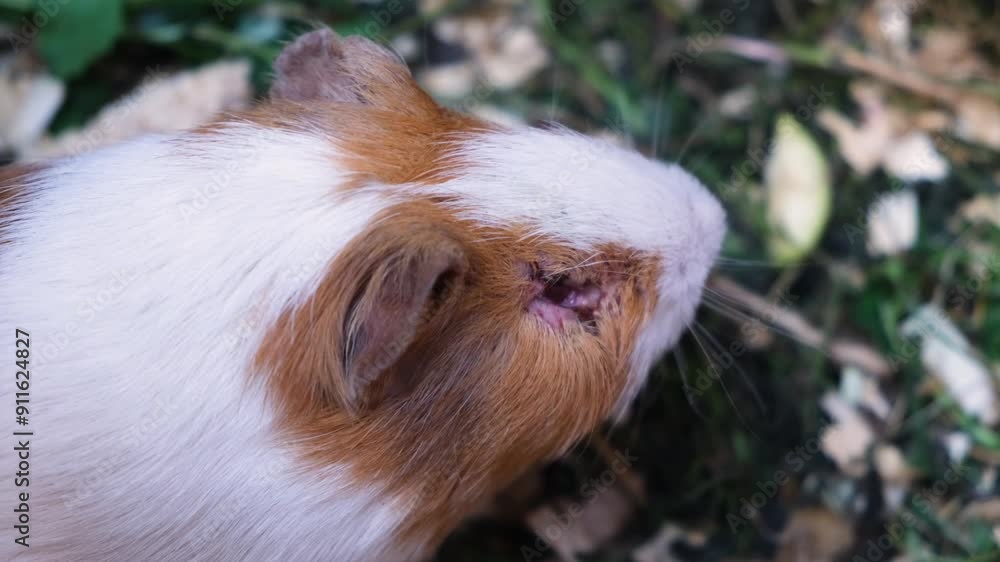 animal with scar on eye close up, guinea pig with laceration on eye, sick guinea pig in pen, rodent fighter red and white color of rodents, animals eat and sleep in a cage animal with scar on eye close up, guinea pig with laceration on eye, sick guinea pig in pen, rodent fighter red and white color of rodents, animals eat and sleep in a cage