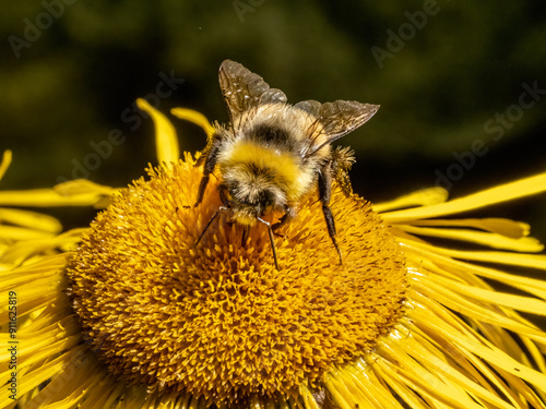 Close-up with a bumble bee sitting on a yellow Inula Helenium flower.  photo