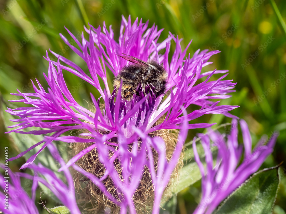 Close-up with a bumblebee ( Bombus ) sitting on a Centaurea phrygia flower. Close-up with a bumblebee ( Bombus ) sitting on a Centaurea phrygia flower.