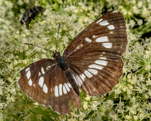 Close-up with Hungarian glider butterfly (neptis rivularis) sitting on a  flower.  photo