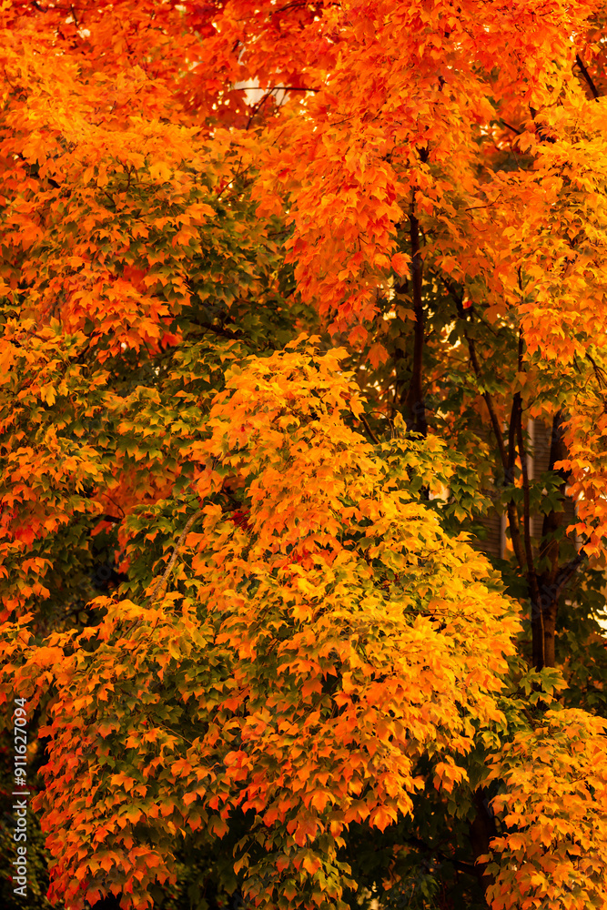 Autumn leaves of maple trees. Autumn fall leaves in sunlight. Natural autumn background. Autumnal background. Foliage, falling leaves background. Maple trees with autumn leaves. Autumn leaves of maple trees. Autumn fall leaves in sunlight. Natural autumn background. Autumnal background. Foliage, falling leaves background. Maple trees with autumn leaves.