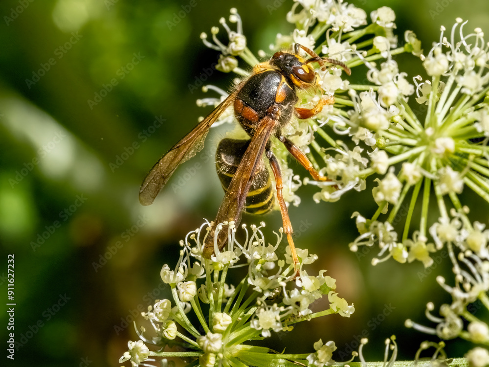 Close-up with a common wasp ( Vespula vulgaris ) sitting on a flower. Close-up with a common wasp ( Vespula vulgaris ) sitting on a flower.