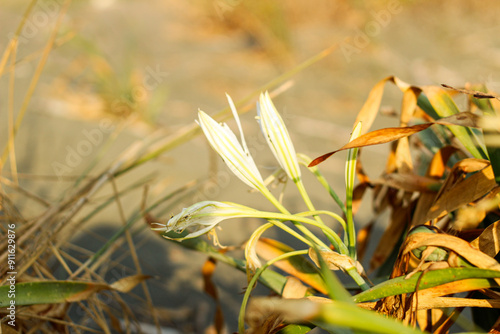 Sand lily or Sea daffodil closeup view. Pancratium maritimum, wild plant blooming, white flower, sandy beach background. Sea pancratium lily. Pancratium maritimum on Mediterranean sea beach nature. photo