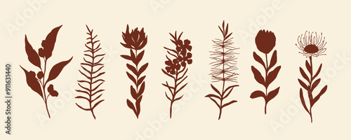 Flat vector Australian flowers and plants collection