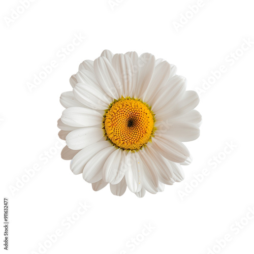 Delicate Daisy with White Petals and Yellow Center ,PNG File