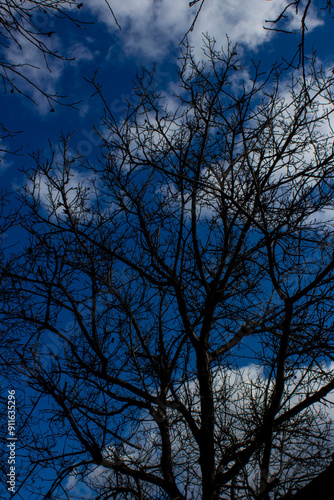 tree in the sky