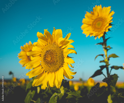 sunflower in the field
