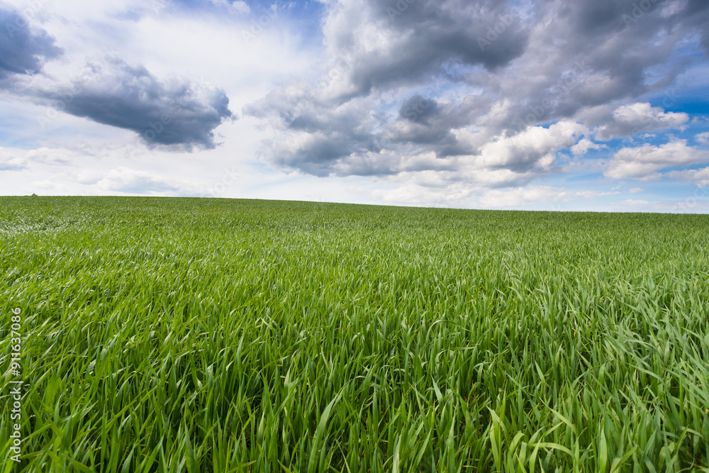 Clouds over a green field of ripening grain. Clouds over a green field of ripening grain.