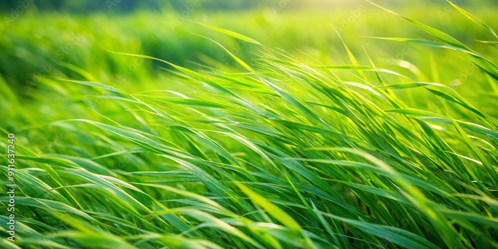 Vibrant Green Grass Blades in Sunlight, Close-Up Photography, Green, Nature, Summer , grass, blades Vibrant Green Grass Blades in Sunlight, Close-Up Photography, Green, Nature, Summer , grass, blades