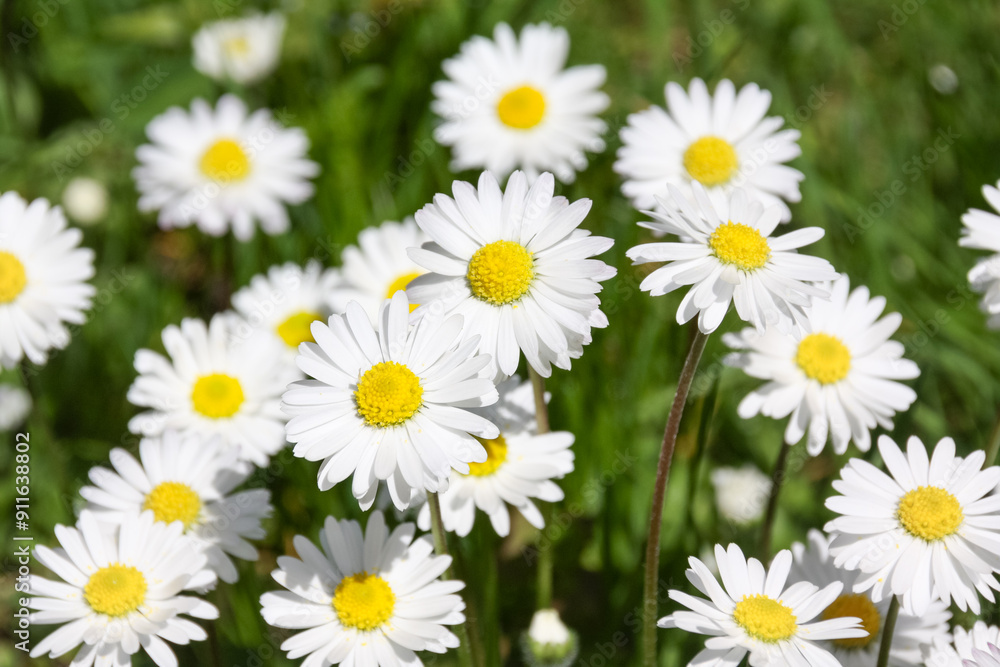 Gänseblümchen auf Frühlingswiese Gänseblümchen auf Frühlingswiese