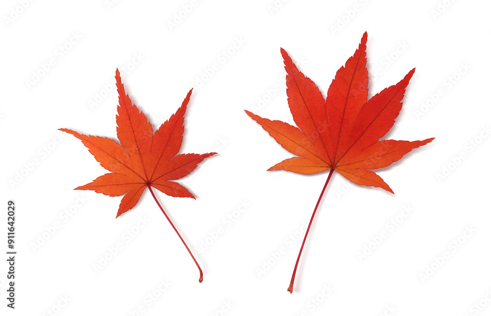 もみじ 落ち葉 イラスト リアル