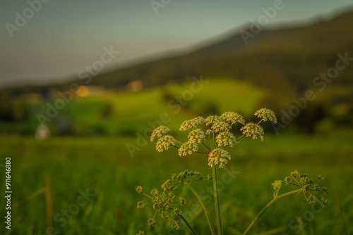 Green meadow with hills and fresh forests near Ramzova village photo