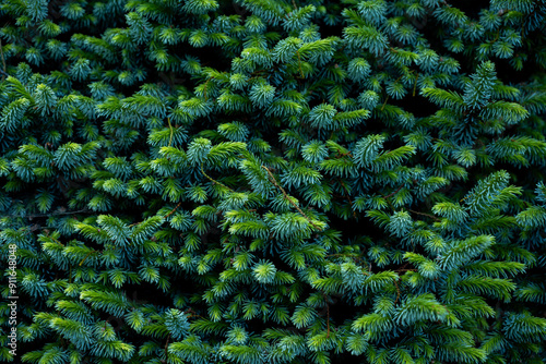 Vew of thick green trees