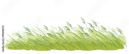Summer Wild Cereals and Grasses Sketch
