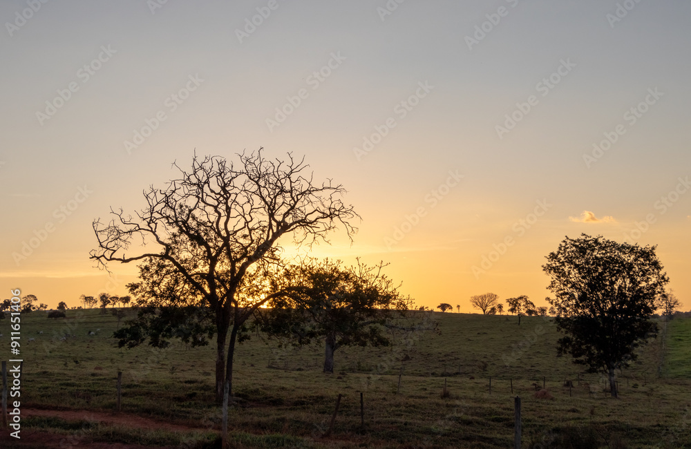 sunset in the field with trees sunset in the field with trees