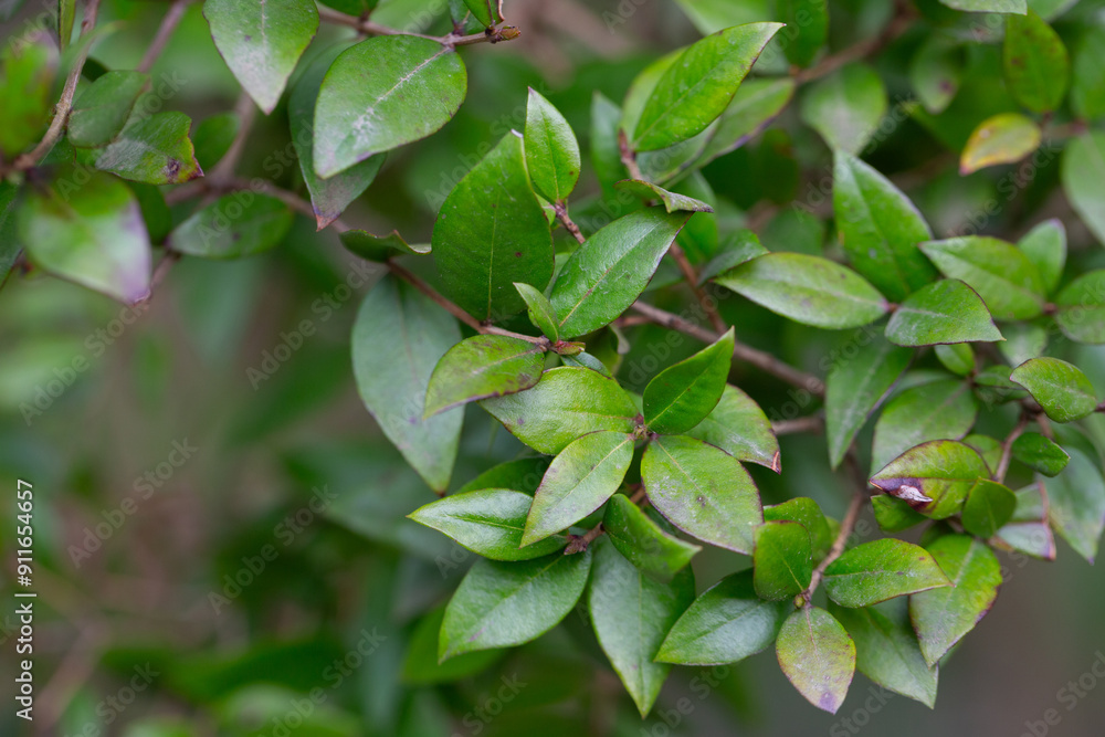 Leaves of Common Myrtle, Myrtus communis. It is native across the Mediterranean Region. Background of myrtle tree leaves. Leaves of Common Myrtle, Myrtus communis. It is native across the Mediterranean Region. Background of myrtle tree leaves.
