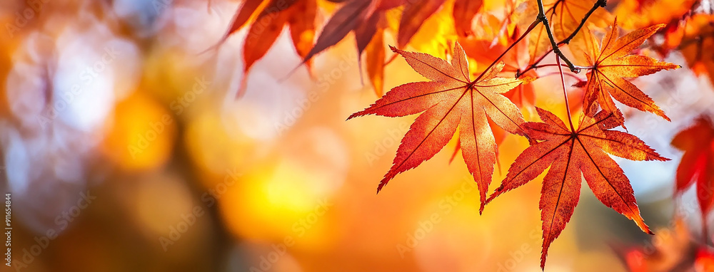 leaf peeping at Autumn, colorful maple leaves in autumn background cover image leaf peeping at Autumn, colorful maple leaves in autumn background cover image