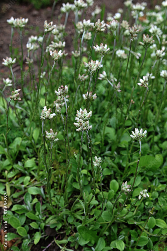 Antennaria dioica cat's foot Antennaria dioica cat's foot