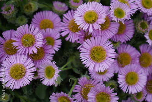 purple and yellow flowers